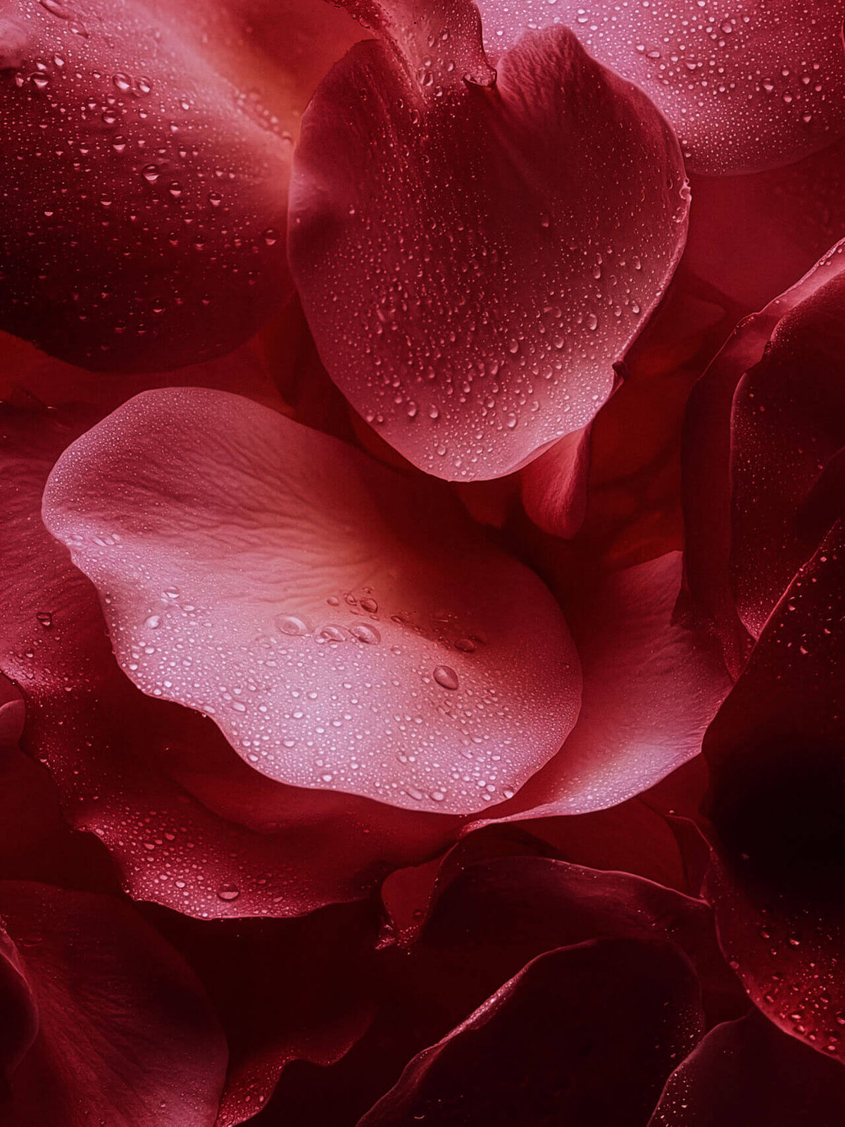 Le Duo Absolu - Rose Mystik